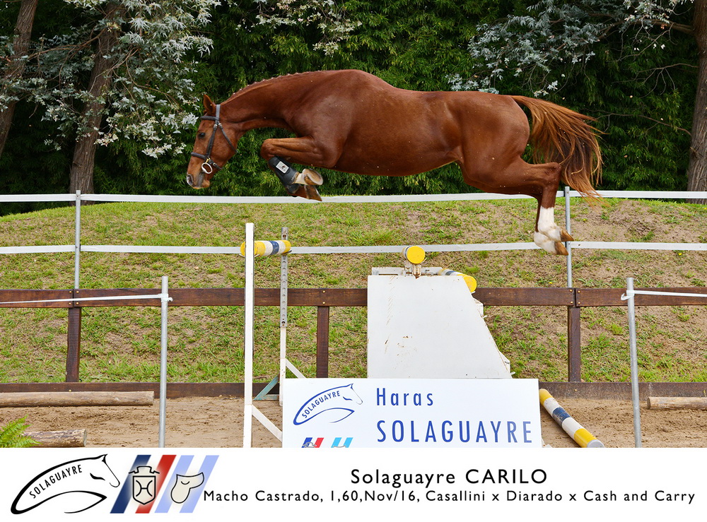SOLAGUAYRE CARILO